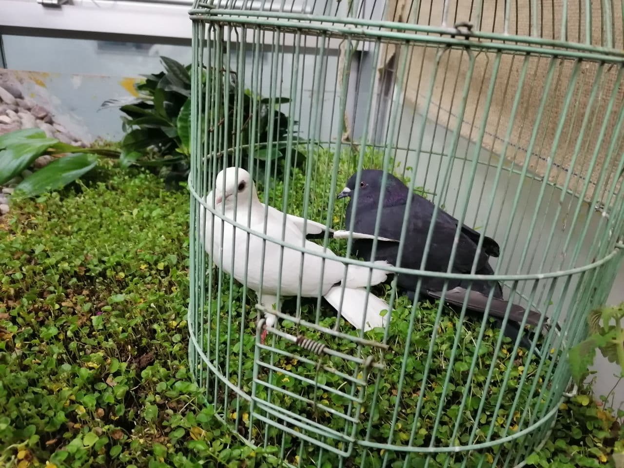 Tishk International University | Biology Education Department