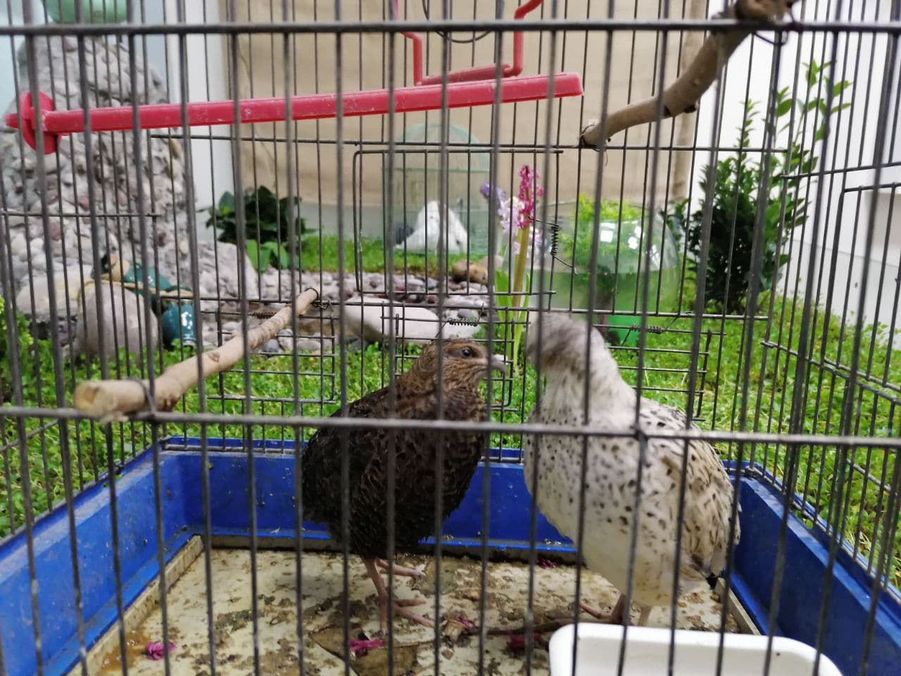 Tishk International University | Biology Education Department